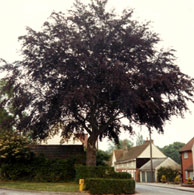 Jubilee Tree, Bear Street