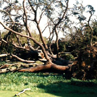 Cedar Tree 1987