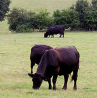 Rushbanks Cattle